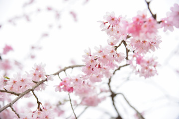 Wild Cherry Blossom Flowers Background