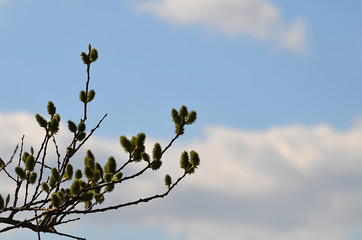 Zweig einer Weide vor blauem Himmel
