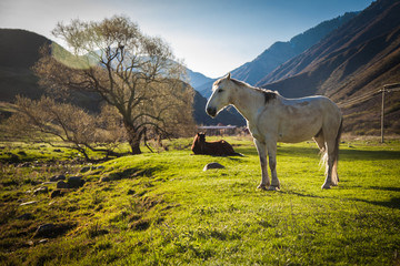 Mountain landscape with grazing horses - 146741591