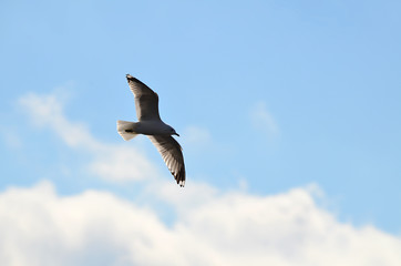 Möwe im Flug