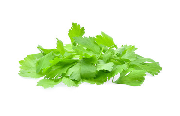 Celery leaves isolated on white background