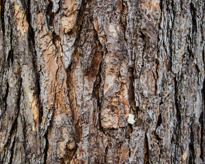 Tree bark texture background