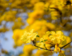 Blooming tree so beautiful