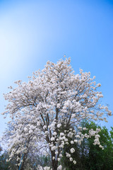 Blooming tree so beautiful