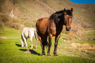 Naklejka na ściany i meble Mountain landscape with grazing horses