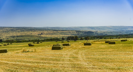 Fototapeta premium Pressed straw briquettes left of harvest lying on a field at sunset