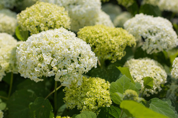 Bl&uuml;hende Hortensien im Park