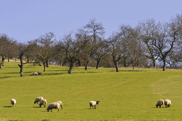 Moutons dans un pré vert arboré en région Grand-Est, France
