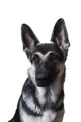 portrait of a grinning dog on a white background. the East-European shepherd