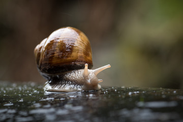 Escargot de Bourgogne