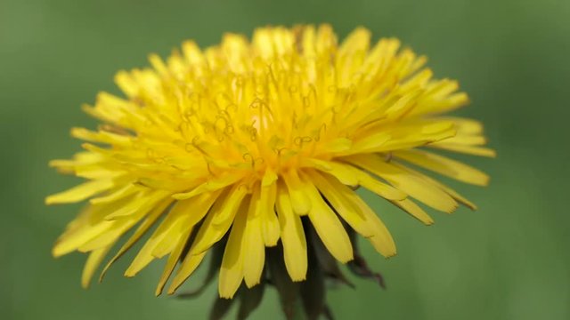 Blossoming dandelion on a blurred background of greenery. Medicinal plant. close-up