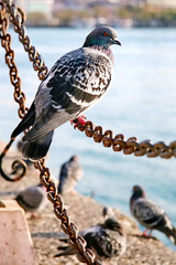 Pigeon sitting on a chain