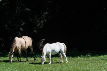 two horses