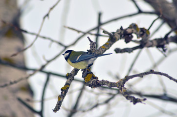 tit on a branch