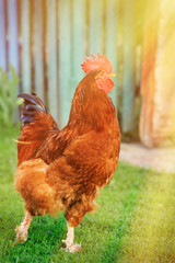 Cock close up on the farm