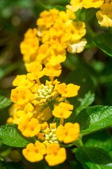 Close-up macro detail of multiple Lantana camara flowers, also known as tickberry, next to their waxy leaves, out in the midday sun. Nature and floristry concept.