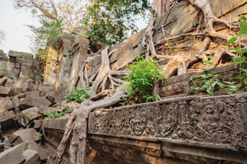 Close-up of the frescoes with floral patterns on the wall of Beng Melea Temple, covered in old roots of tropical trees, Cambodia. Ancient Khmer architecture, World Heritage. Side view, selective focus