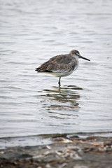 wading bird