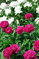 pink and white peony flowers at the flower-bed in the garden, vertical composition
