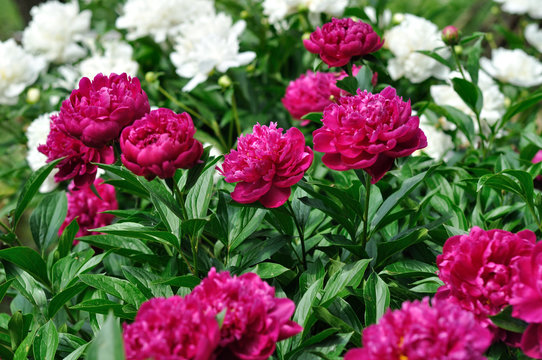 Fototapeta  pink and white peony flowers at the flower-bed in the garden
