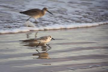 the chase