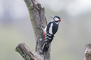 grey spotted wood pecker
