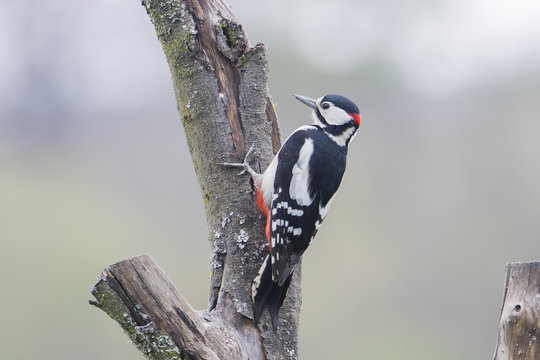grey spotted wood pecker