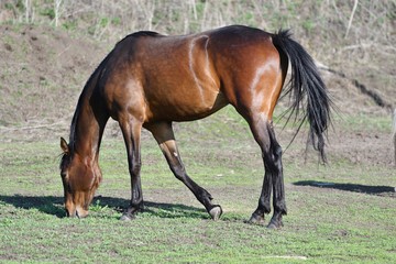 Fototapeta premium Horses at the farm