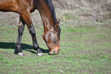 Fototapeta premium Horses at the farm