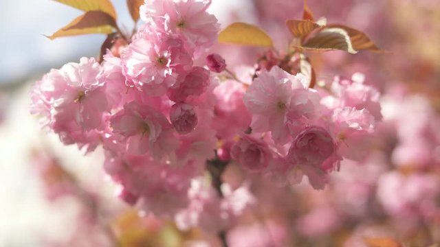 Pink Blossom Fruit Tree