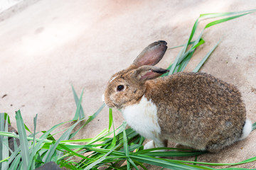 Brown rabbit is eating grass Under the morning sun.