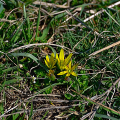The bright spring flowers, known as yellow star-of-Bethlehem in closeup.