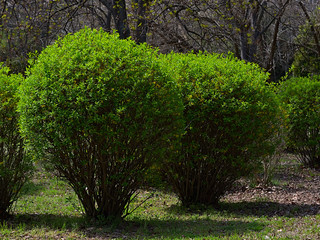 The blooming shrubs with young foliage in the park, spring is time awakening of nature.