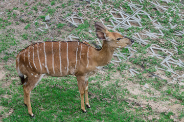 Female impala in the open zoo
