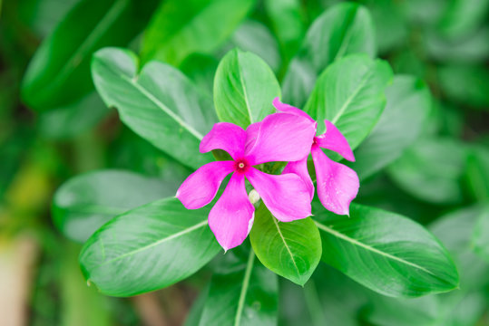 Blooming Catharanthus Roseus