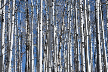 aspens