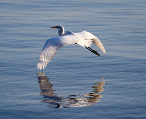 Great white heron reflection