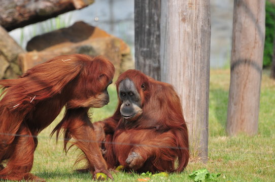 Orangutan