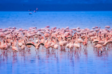 Flamant rose. Troupeau de flamants roses sur le lac. Afrique. Oiseaux d& 39 Afrique.