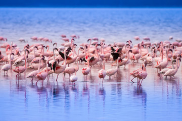 Fototapeta na wymiar Pink flamingo. Kenya.