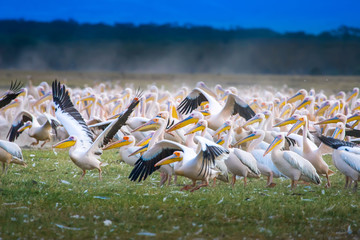 White pelicans. Kenya. Africa. Take off a large number of birds.