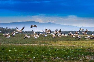 Fototapeta premium The flock is flying over the ground. Pelicans in Kenya.