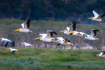 Large migration of birds. Flight pelicans in Africa.