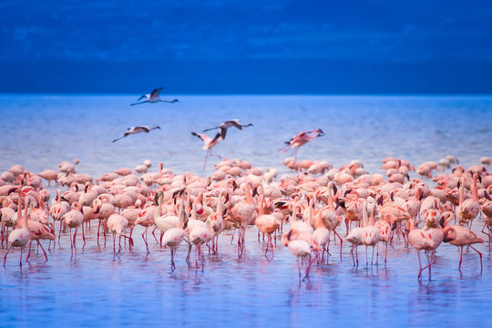 Fototapeta Pink flamingo. Kenya.