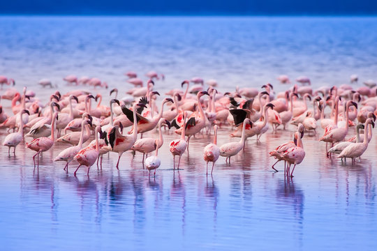 Fototapeta Pink flamingo. Kenya.