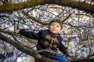 Naklejka na ściany i meble boy kid hanging from a blossom spring tree and having fun in the nature