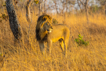 Lion in the morning sun