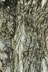Textured bark of a hardwood tree, poplar