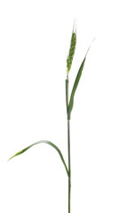 green ears of wheat isolated on white background, with clipping path