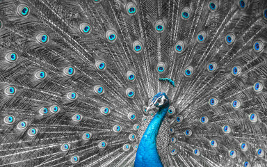 Naklejka premium Mono tone close up of peacock showing drametic trail